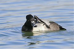 Ring-necked Duck